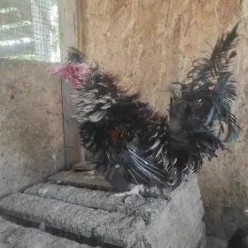 карлик ёжик