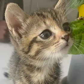 pisik  котенок кошки pisikler