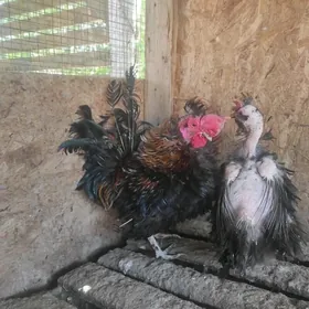 карлик ёжик