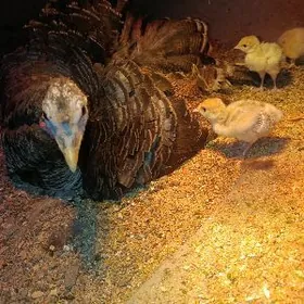 Induk ve brama jüjeler.