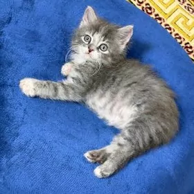 котенок 1.5 месяцев