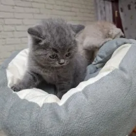 sotlanskiy paroda pisijek