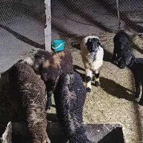 Goyunlar guzular toklular