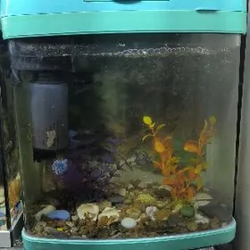 Akwaryum