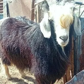 Teke we owlakly geciler