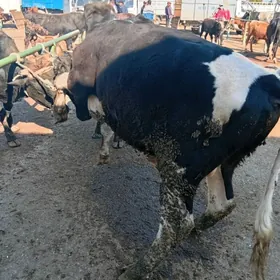 galasteyn v corny piyosdor