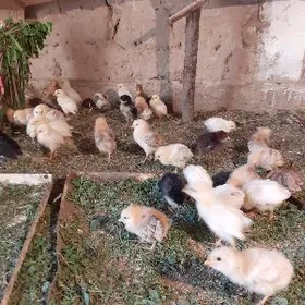 jujeler cisti taskendi