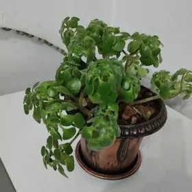 Дерево любви