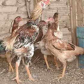 Парода. товуклар