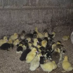 Indawutga ordek juyjesi