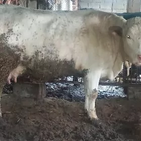 ARGYNAL SYMYTAN SYGYR