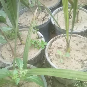 palma eyran hurma finik