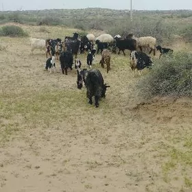 owlakly geçi tokly guzly goyun