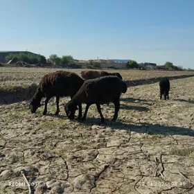 гузулы гойун