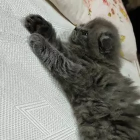 шотландские котята