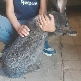 фландр товшан