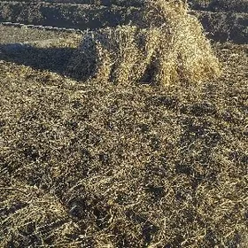 Мал оты.Жовен, суданка