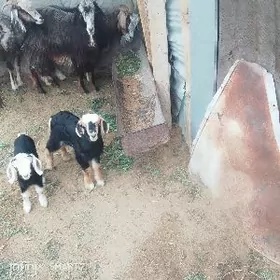 owlak ikisi 900 tazeden