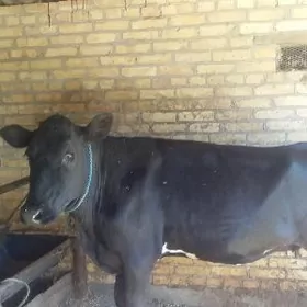 Arginal corny piyosdra Gunajyn