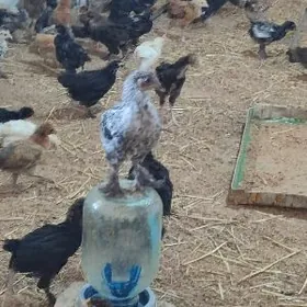 Büroler paroda jüyje