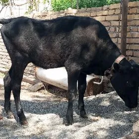 чорны пйостыр унажын