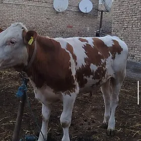 Arassa Simental Okuzler