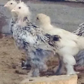 PARODA TOWUK JÙÝJELER