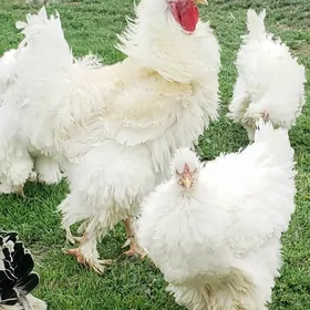 Troýka Gigant Paroda Towuk