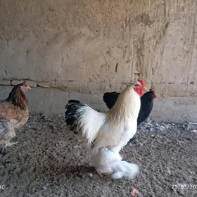 induk we brama horaz