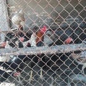 бойцовый парода яйца