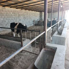 goleli we bogaz sygyrlar terma