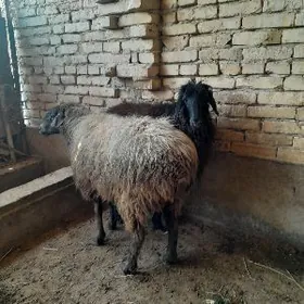 гойун бичилен гоч