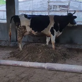 Galisteyin boğaz sygyr