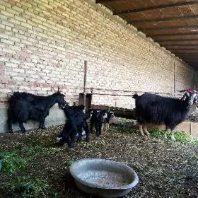 Geçi Tohum Ýaş Ekiz Owlakly