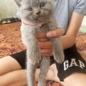 британско шотландские котята