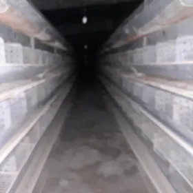 Towuk (guzlaýjy) ferma