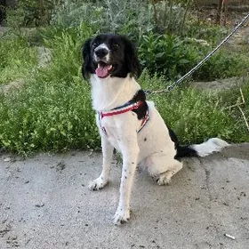 Спаниель 9мес в добрые руки