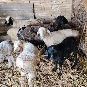 Ene beceli koylar 3 koyun3 kuz