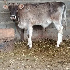 argynal şwes öküz