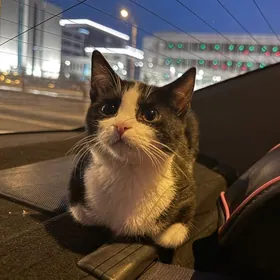 Отдам котят