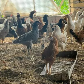 jüýjeler 5 aý bolotan