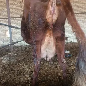 суйтли сыгыр голели