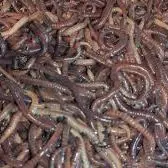 черви для рыбалки