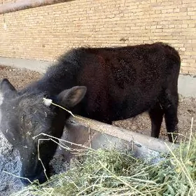 Corny Pyoster Okuzce