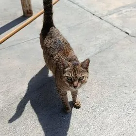 Saklamak isleyane berjek