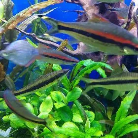 Барбус Денисони