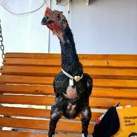 TAŞKENT MAKI HORAZ JUYJE BAYES