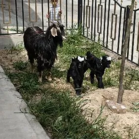 Ekiz owlakly geci guzuly goyyn