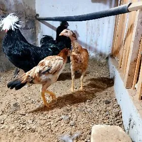 TAŞKENT MAKI JUYJE TOWUK BAYES