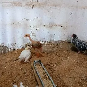 JUYJE BAYES KARLIK TAŞKENT